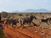 2 dny safari Tsavo East + Neptune Beach #3